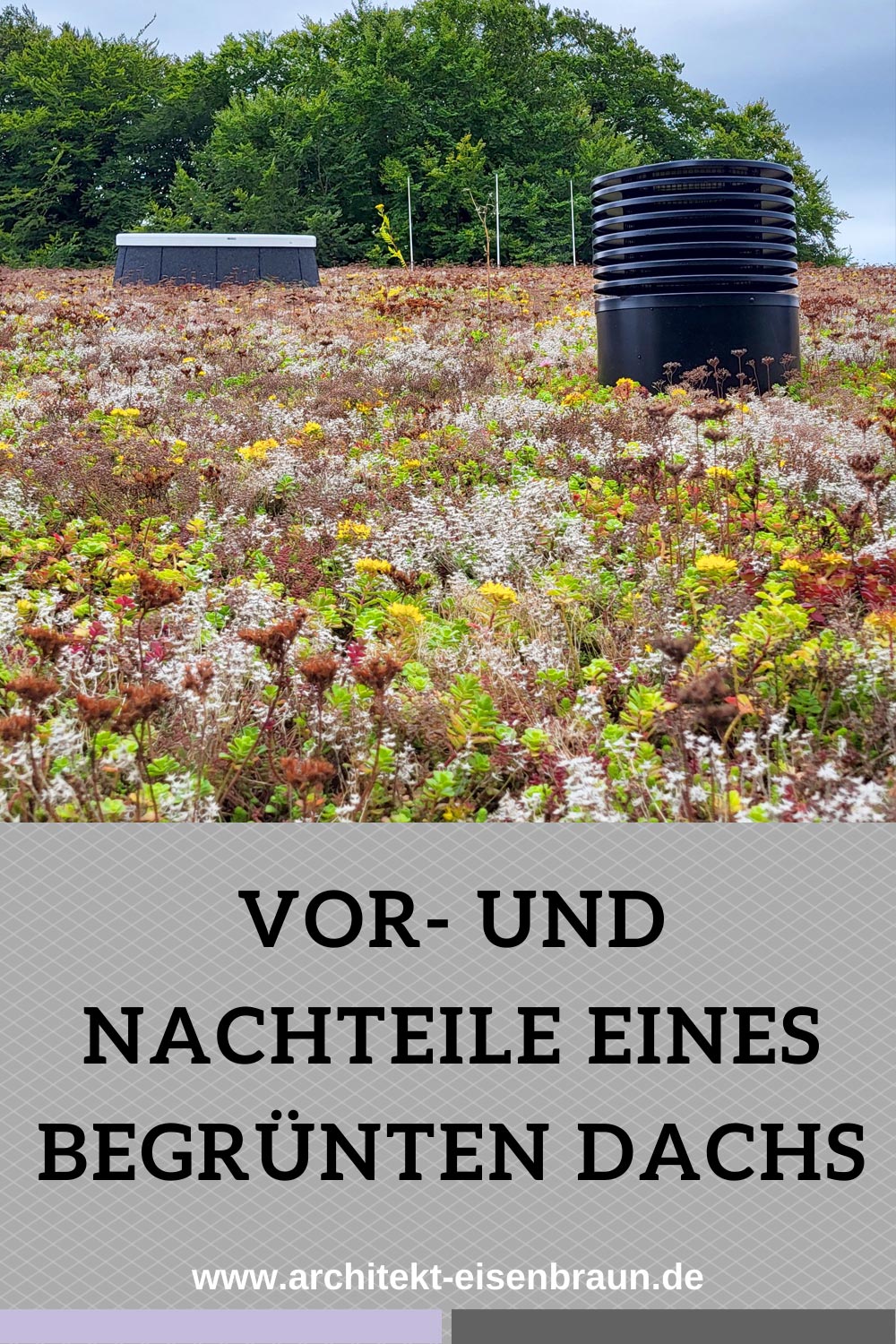 Das sind die Vorteile und Nachteile eines begrünten Daches